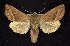  (Hydraecia obliqua - CNCNoctuoidea6307)  @14 [ ] Unspecified (default): All Rights Reserved  Unspecified Unspecified