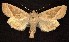  (Hydraecia medialis - CNCNoctuoidea6311)  @14 [ ] Unspecified (default): All Rights Reserved  Unspecified Unspecified