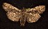  ( - CNCNoctuoidea6314)  @14 [ ] Unspecified (default): All Rights Reserved  Unspecified Unspecified