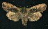  ( - CNCNoctuoidea6339)  @14 [ ] Unspecified (default): All Rights Reserved  Unspecified Unspecified