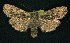  ( - CNCNoctuoidea6343)  @13 [ ] Unspecified (default): All Rights Reserved  Unspecified Unspecified