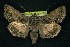  ( - CNCNoctuoidea6350)  @14 [ ] Unspecified (default): All Rights Reserved  Unspecified Unspecified