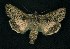  ( - CNCNoctuoidea6351)  @14 [ ] Unspecified (default): All Rights Reserved  Unspecified Unspecified