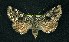  (Hadena siskiyou - CNCNoctuoidea6363)  @13 [ ] Unspecified (default): All Rights Reserved  Unspecified Unspecified