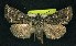  ( - CNCNoctuoidea6364)  @13 [ ] Unspecified (default): All Rights Reserved  Unspecified Unspecified