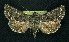  ( - CNCNoctuoidea6365)  @14 [ ] Unspecified (default): All Rights Reserved  Unspecified Unspecified