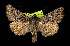  (Hadena maccabei - CNCNoctuoidea6367)  @13 [ ] Unspecified (default): All Rights Reserved  Unspecified Unspecified