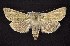  ( - CNCNoctuoidea6393)  @14 [ ] Unspecified (default): All Rights Reserved  Unspecified Unspecified