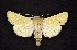  ( - CNCNoctuoidea6409)  @13 [ ] Unspecified (default): All Rights Reserved  Unspecified Unspecified