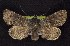  ( - CNCNoctuoidea6453)  @14 [ ] Unspecified (default): All Rights Reserved  Unspecified Unspecified