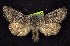  ( - CNCNoctuoidea6577)  @14 [ ] Unspecified (default): All Rights Reserved  Unspecified Unspecified