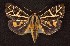  ( - CNCNoctuoidea6649)  @14 [ ] Unspecified (default): All Rights Reserved  Unspecified Unspecified