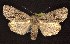  ( - CNCNoctuoidea6655)  @13 [ ] Unspecified (default): All Rights Reserved  Unspecified Unspecified