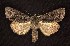  ( - CNCNoctuoidea6656)  @14 [ ] Unspecified (default): All Rights Reserved  Unspecified Unspecified
