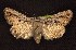 (Sympistis dinalda - CNCNoctuoidea6657)  @14 [ ] Unspecified (default): All Rights Reserved  Unspecified Unspecified