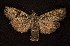  ( - CNCNoctuoidea6664)  @14 [ ] Unspecified (default): All Rights Reserved  Unspecified Unspecified