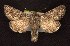  ( - CNCNoctuoidea6673)  @14 [ ] Unspecified (default): All Rights Reserved  Unspecified Unspecified