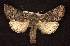  ( - CNCNoctuoidea6681)  @13 [ ] Unspecified (default): All Rights Reserved  Unspecified Unspecified