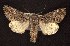  ( - CNCNoctuoidea6682)  @14 [ ] Unspecified (default): All Rights Reserved  Unspecified Unspecified