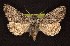  ( - CNCNoctuoidea6685)  @14 [ ] Unspecified (default): All Rights Reserved  Unspecified Unspecified