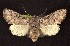  ( - CNCNoctuoidea6688)  @14 [ ] Unspecified (default): All Rights Reserved  Unspecified Unspecified