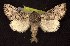  ( - CNCNoctuoidea6689)  @14 [ ] Unspecified (default): All Rights Reserved  Unspecified Unspecified