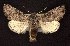  ( - CNCNoctuoidea6690)  @13 [ ] Unspecified (default): All Rights Reserved  Unspecified Unspecified