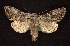  ( - CNCNoctuoidea6691)  @14 [ ] Unspecified (default): All Rights Reserved  Unspecified Unspecified