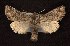  ( - CNCNoctuoidea6692)  @14 [ ] Unspecified (default): All Rights Reserved  Unspecified Unspecified
