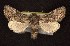  ( - CNCNoctuoidea6693)  @14 [ ] Unspecified (default): All Rights Reserved  Unspecified Unspecified