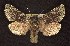  ( - CNCNoctuoidea6707)  @14 [ ] Unspecified (default): All Rights Reserved  Unspecified Unspecified