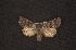  ( - CNCNoctuoidea6721)  @14 [ ] Unspecified (default): All Rights Reserved  Unspecified Unspecified