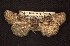  (Brachylomia thula - CNCNoctuoidea6725)  @13 [ ] Unspecified (default): All Rights Reserved  Unspecified Unspecified