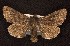 ( - CNCNoctuoidea6735)  @13 [ ] Unspecified (default): All Rights Reserved  Unspecified Unspecified