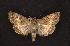  (Sympistis hathor - CNCNoctuoidea6743)  @14 [ ] Unspecified (default): All Rights Reserved  Unspecified Unspecified