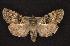  (Sympistis cherti - CNCNoctuoidea6744)  @14 [ ] Unspecified (default): All Rights Reserved  Unspecified Unspecified
