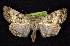  (Sympistis pallida - CNCNoctuoidea6753)  @15 [ ] Unspecified (default): All Rights Reserved  Unspecified Unspecified