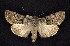  (Sympistis columbia - CNCNoctuoidea6757)  @14 [ ] Unspecified (default): All Rights Reserved  Unspecified Unspecified