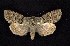  ( - CNCNoctuoidea6758)  @13 [ ] Unspecified (default): All Rights Reserved  Unspecified Unspecified