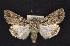  (Sympistis lachrymosa - CNCNoctuoidea6761)  @14 [ ] Unspecified (default): All Rights Reserved  Unspecified Unspecified