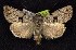  (Sympistis figurata - CNCNoctuoidea6767)  @14 [ ] Unspecified (default): All Rights Reserved  Unspecified Unspecified