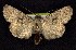  ( - CNCNoctuoidea6773)  @14 [ ] Unspecified (default): All Rights Reserved  Unspecified Unspecified