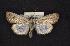  (Sympistis collaris - CNCNoctuoidea6777)  @13 [ ] Unspecified (default): All Rights Reserved  Unspecified Unspecified