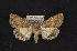  (Sympistis sakhmet - CNCNoctuoidea6780)  @14 [ ] Unspecified (default): All Rights Reserved  Unspecified Unspecified