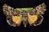  (Sympistis mirificalis - CNCNoctuoidea6782)  @13 [ ] Unspecified (default): All Rights Reserved  Unspecified Unspecified