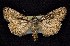  (Sympistis utahensis - CNCNoctuoidea6786)  @14 [ ] Unspecified (default): All Rights Reserved  Unspecified Unspecified