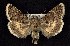  (Sympistis iricolor - CNCNoctuoidea6787)  @14 [ ] Unspecified (default): All Rights Reserved  Unspecified Unspecified