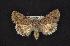  ( - CNCNoctuoidea6790)  @13 [ ] Unspecified (default): All Rights Reserved  Unspecified Unspecified