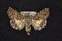  ( - CNCNoctuoidea6791)  @14 [ ] Unspecified (default): All Rights Reserved  Unspecified Unspecified