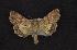  ( - CNCNoctuoidea6794)  @13 [ ] Unspecified (default): All Rights Reserved  Unspecified Unspecified